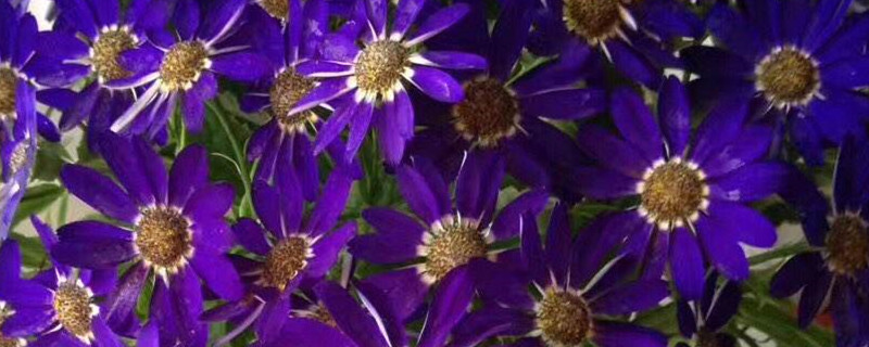 瓜叶菊用什么土养好 瓜叶菊用什么盆