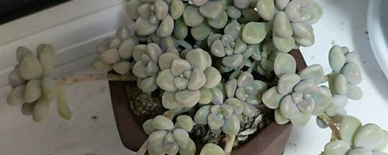 姬秋丽用什么土养好 姬秋丽和丸叶姬秋丽哪个好养