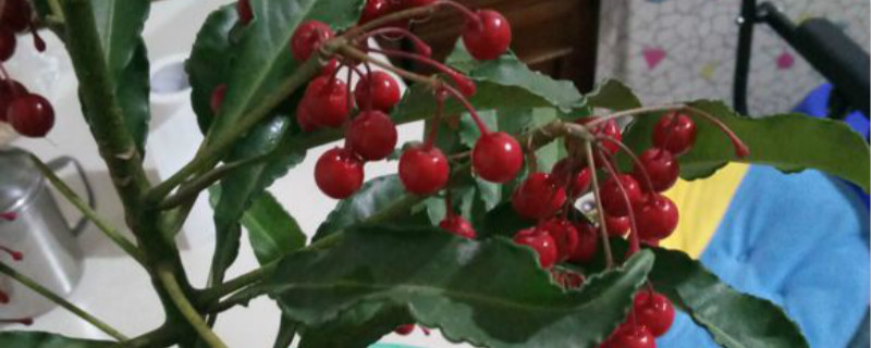 朱砂根用什么土养好 朱砂根盆栽的养殖方法