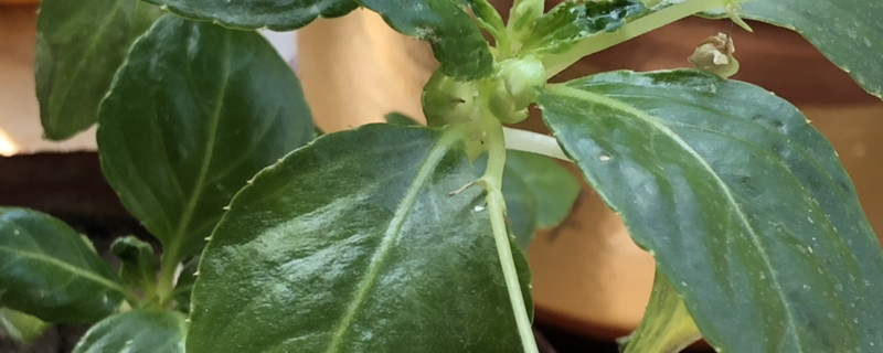 玻璃翠用什么土养好（玻璃翠花适合养在哪里）