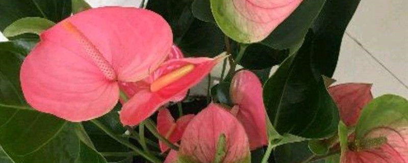 粉掌用什么土养好 粉掌适合什么土壤