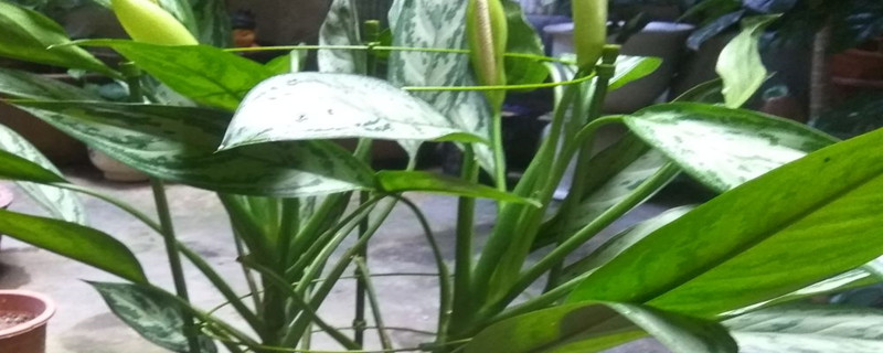 银皇后用什么土养好 银皇后土壤配什么土好