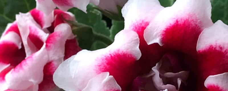 大岩桐用什么土养好（大岩桐怎样养）