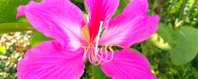 洋紫荆用什么土养好 洋紫荆的生长环境