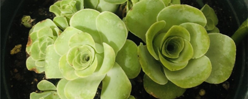 山地玫瑰用什么土养好 山地玫瑰用什么土种植