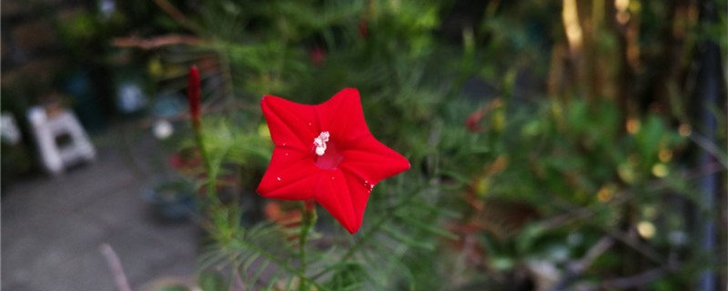 茑萝用什么土养好 茑萝用多大的盆养