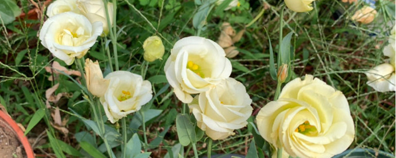 洋桔梗用什么土养好（洋桔梗用什么土最好）