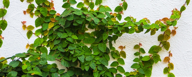 常春藤用什么土养好 常春藤用什么土养最好