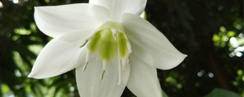 水仙花用什么土养好(水仙花用土养好还是用水养好)