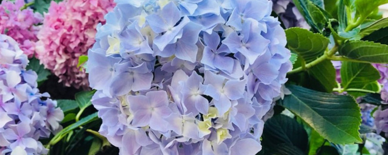 绣球花用什么土养好 绣球花用什么土养最好