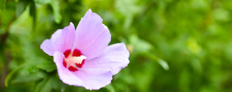 木槿花用什么土养好 木槿用什么土养最好