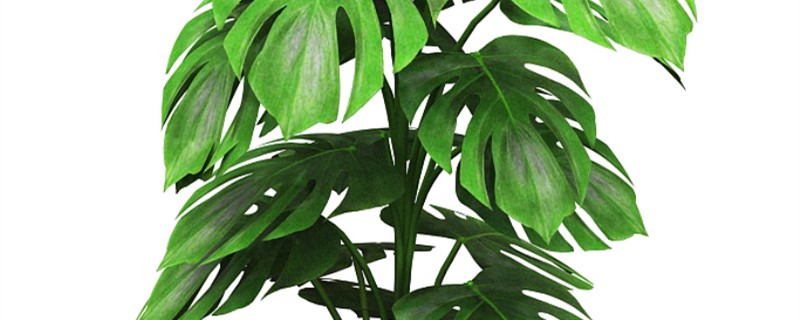 龟背竹用什么土养好（龟背竹用什么土养最好）