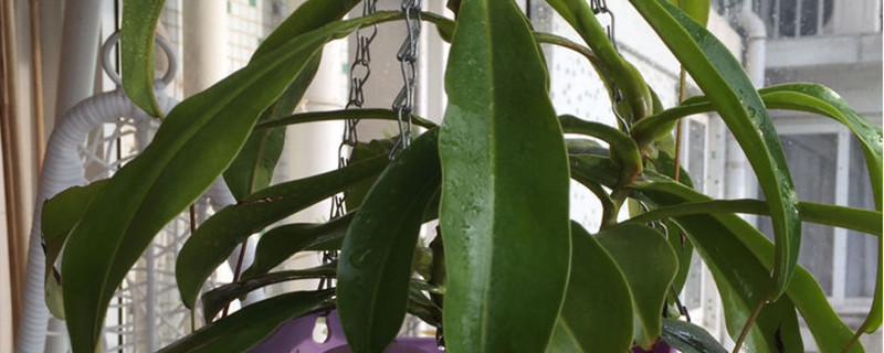 猪笼草用什么土养好（猪笼草用什么土养最好）