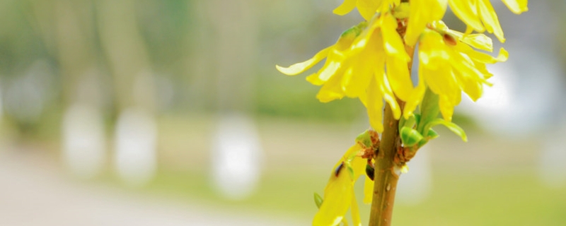 迎春花用什么土养好（迎春花用什么土栽培好）