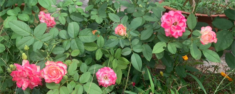 月季用什么土养好(月季花用什么土养好)