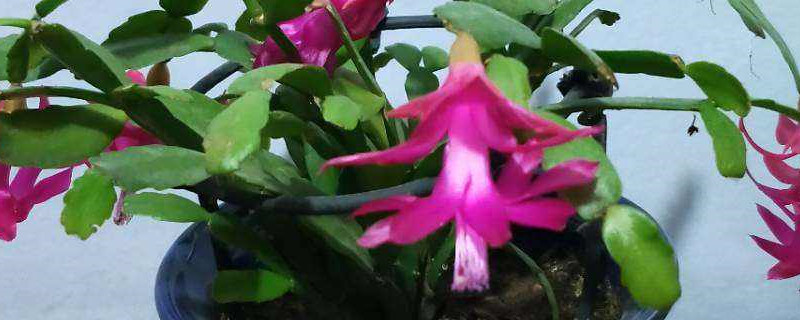 蟹爪兰用什么土养好 蟹爪兰用什么土养殖