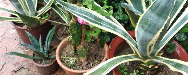 龙舌兰用什么土养好 龙舌兰适合什么土壤