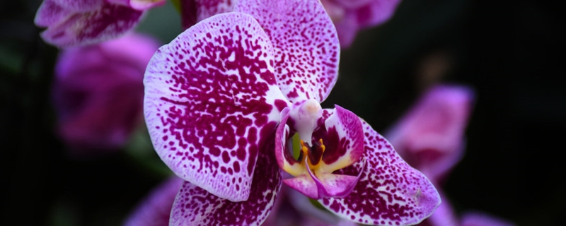 蝴蝶兰用什么土养好 蝴蝶兰用什么土养最好