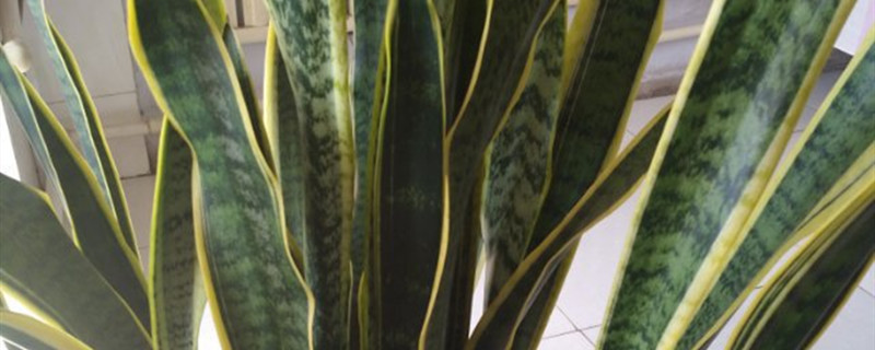 虎皮兰用什么土养好(虎皮兰用啥土养)