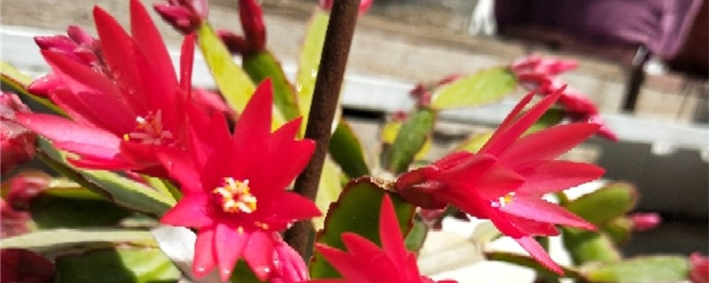 昙花用什么土养好 昙花用什么盆养