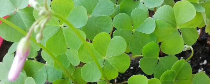 三叶草用什么土养好（三叶草植物怎么养）