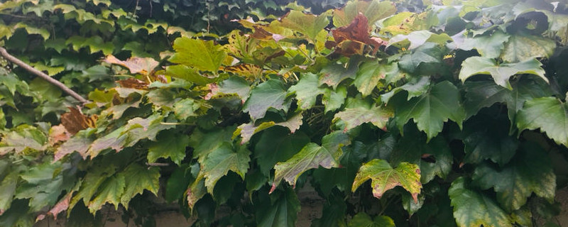 爬山虎用什么土养好(爬山虎植物盆栽怎么养)