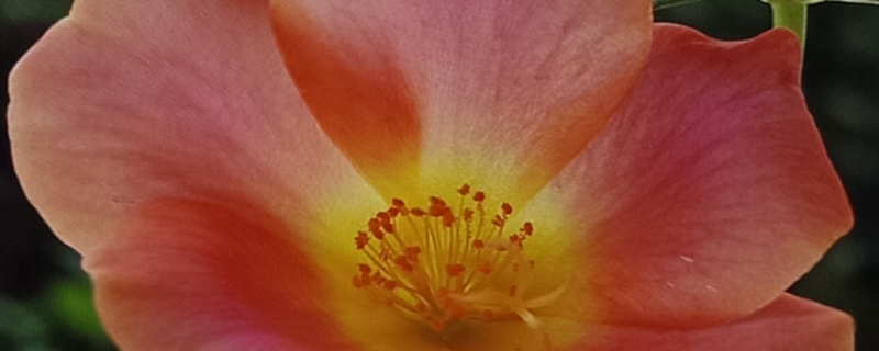 太阳花用什么土养好 太阳花用营养土种好吗?