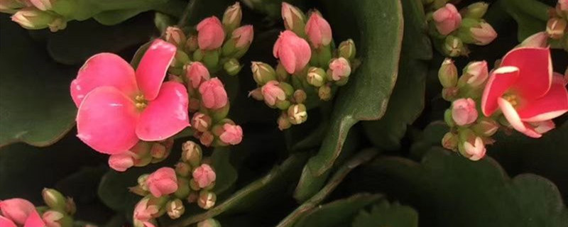 长寿花用什么土养好 长寿花用什么土盆栽