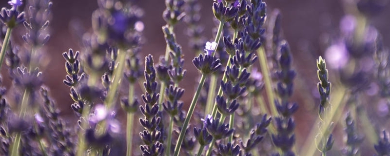 薰衣草用什么土养好 盆栽薰衣草用什么土