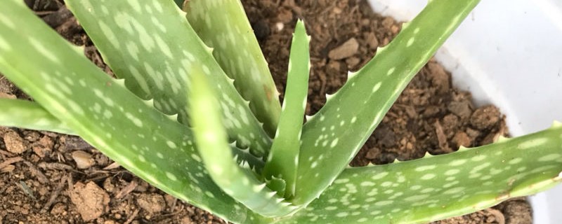芦荟用什么土养好（芦荟用什么土养比较好）