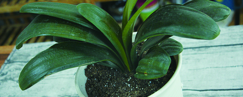 君子兰用什么土养好(养君子兰最好的土用啥样的)