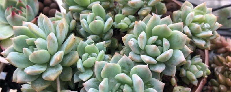 多肉用什么土养好 多肉到底用什么土养最好