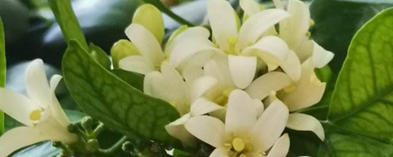 七里香用什么土养好（七里香怎么养）