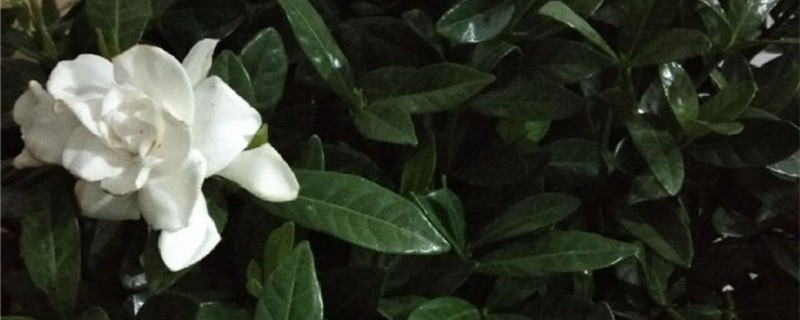 栀子花用什么土养好（栀子花用什么土养好?）