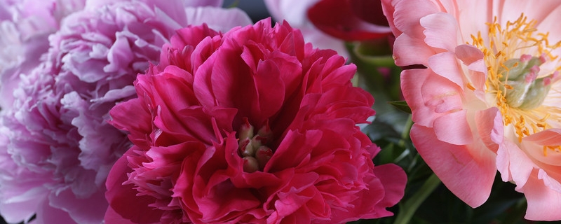 牡丹用什么土养好（盆栽牡丹用什么土好）