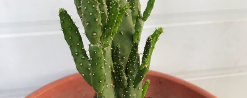 摇钱树用什么土养好 摇钱树盆栽需要什么样的肥料