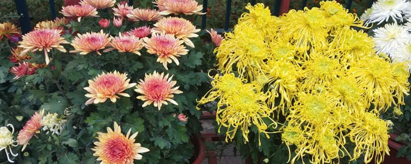 菊花用什么土养好（盆栽菊花用什么土好）