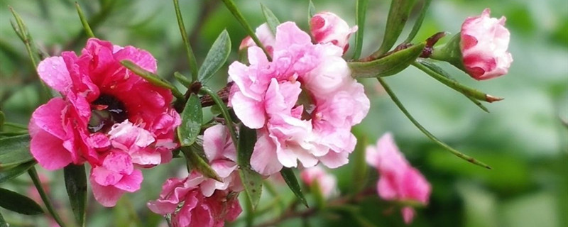 梅花用什么土养好（梅花适合用什么土）