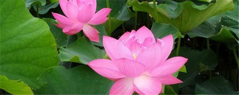 荷花用什么土养好 荷花用什么土养最好