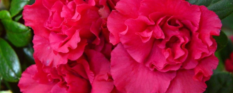 杜鹃用什么土养好(杜鹃用什么土养最好)