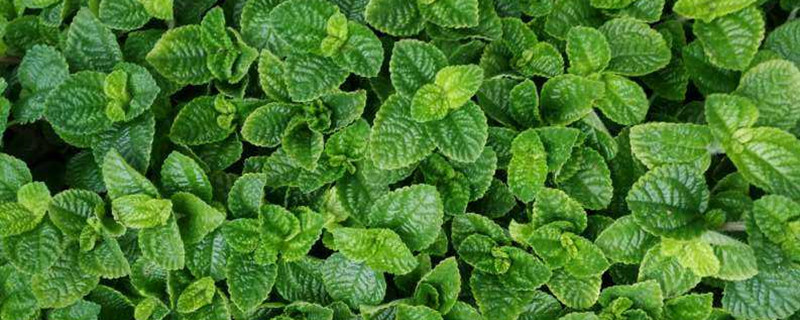 薄荷用什么土养好 薄荷用营养土养可以吗
