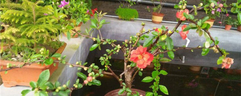 海棠用什么土养好 盆栽海棠用什么土养