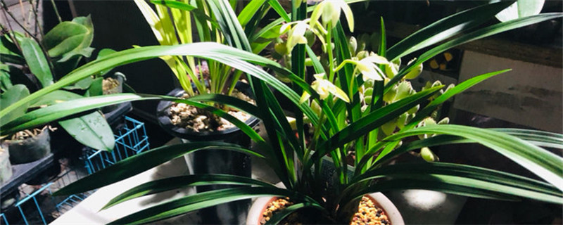 兰花用什么土养好（兰花要用什么土来养）