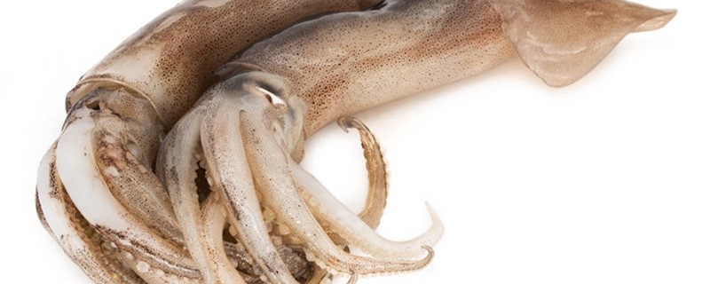 墨鱼鱿鱼和章鱼的区别 墨鱼鱿鱼和章鱼的区别图片
