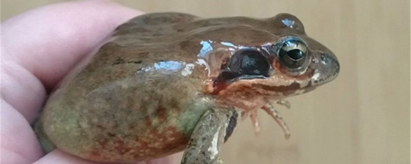 怎么防治林蛙病害(林蛙的处理方法)