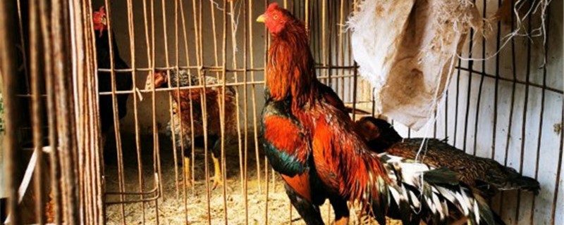 斗鸡喂养秘诀 斗鸡怎样喂养才厉害