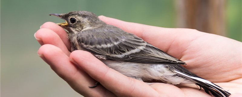 树鹨鸟的饲养方法（鹪鹩鸟饲养方法）
