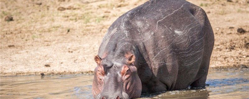 河马是两栖动物吗（鳄鱼是两栖动物吗）