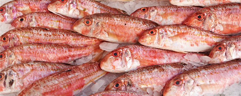 赤眼鳟一般多大 赤眼鳟鱼一般长多大