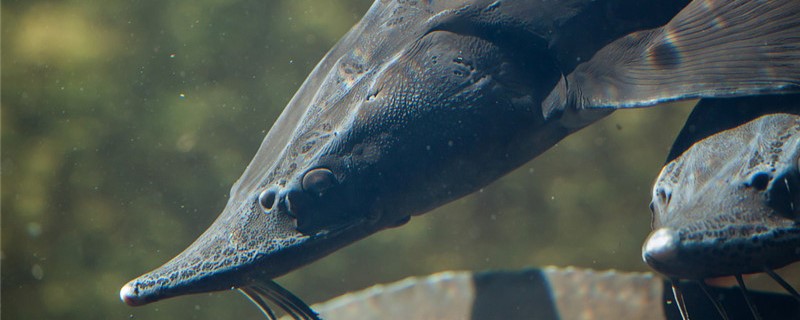 鲟鱼5斤需要养多久（鲟鱼幼苗养到三斤要多久）